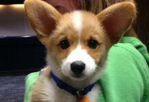 11 Flights That Had The Best Passengers You Could Not Think !